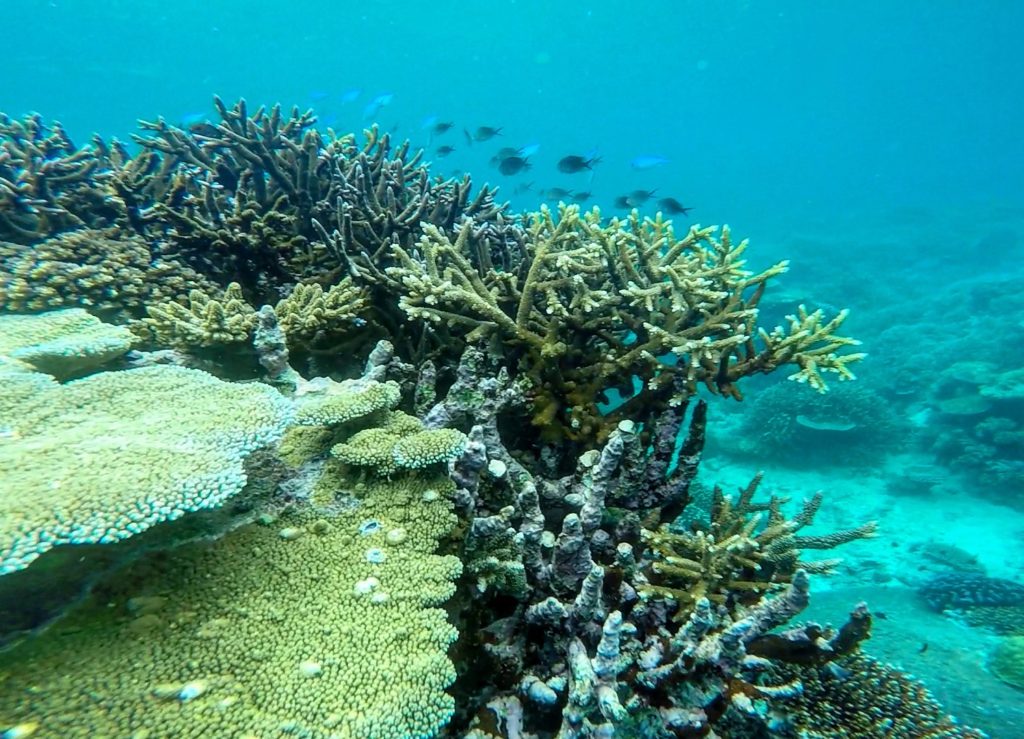 Underwater Fiji travels Euphoric Escapades Euphoric Threads